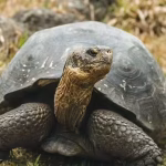 NASA is guiding giant tortoises back to this island from extinction after 150 years | – The Times of India