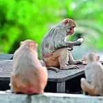 No plan for monkey sterilisation, says J&K govt amid outrage over massive crop damage | India News – The Times of India