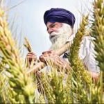 Help farmers shift from paddy to pulses, SC suggests to govt | India News – The Times of India