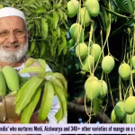 Meet the ‘Mango Man of India’ who nurtures Modi, Aishwarya and 348+ other varieties of mango on a single 125-year-old tree! – The Times of India
