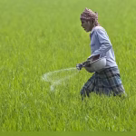 Scheme to reduce chemical fertiliser use remains a ‘non-starter’; no incentives released to states yet | India News – The Times of India
