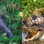 The only place on Earth where crocodiles and alligators live together | – The Times of India
