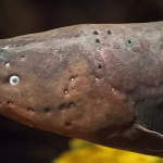 This fish can generate powerful electric shocks, hunt prey, and navigate murky waters | – The Times of India