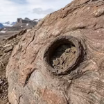 A tiny hole in Greenland reveals how creatures survived extreme climate 210 million years ago | World News – The Times of India