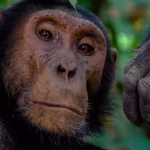 Inside Uganda’s chimpanzee civil war: How a peaceful community split into deadly rival groups | – The Times of India