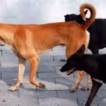 J&K: Dogs maul 8-year-old girl to death in Sopore | India News – The Times of India