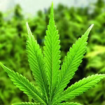 ‘Marijuana found in bag’: Air India co-pilot deported from US | India News – The Times of India