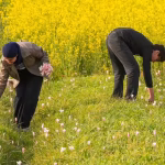 Porcupines push saffron to brink in Kashmir | India News – The Times of India