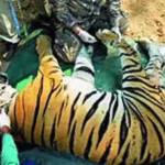 Satpura tiger was poisoned and killed with electric wire by opium cultivator, autopsy reveals | Bhopal News – The Times of India